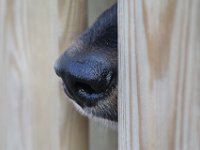 Sancho  Bes.: Barbara Keller : Sancho